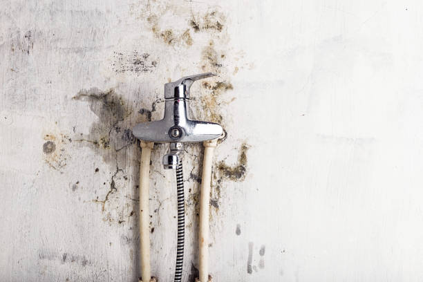Best Professional Mold Removal  in Wedgefield, FL
