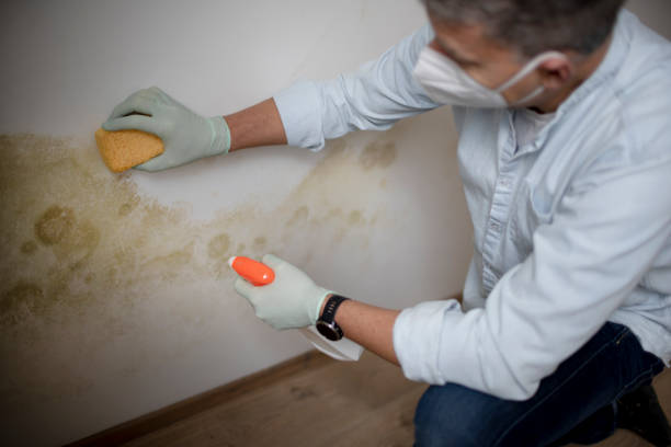 Best Best Mold Removal Companies  in Wedgefield, FL