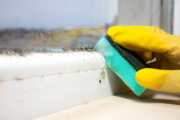 Best Mold Remediation Experts  in Wedgefield, FL