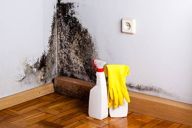 Best Mold Removal Near Me  in Wedgefield, FL